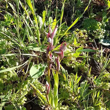 Rosanna House In Bombarde Apartamento *