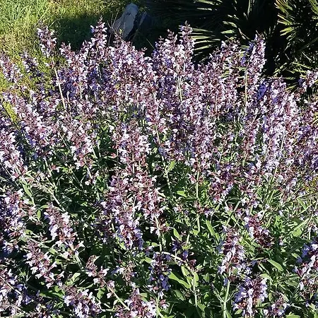 Rosanna House In Bombarde