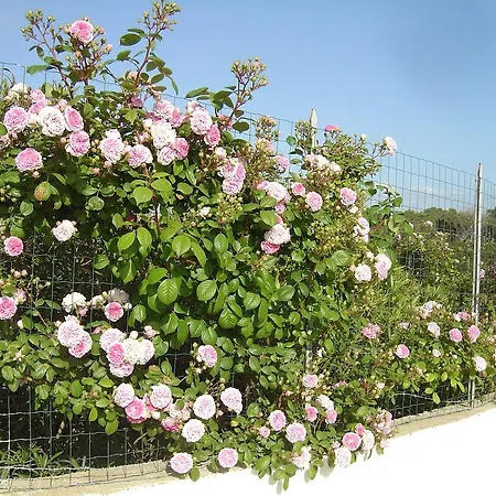 Apartamento Rosanna House In Bombarde