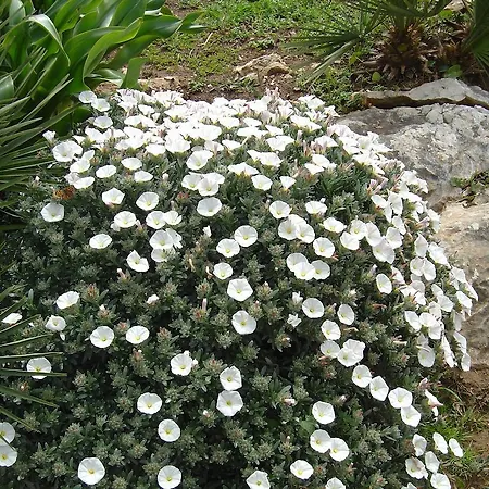 Rosanna House In Bombarde