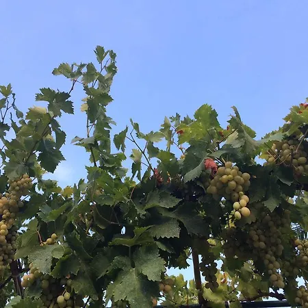 Rosanna House In Bombarde * Alghero