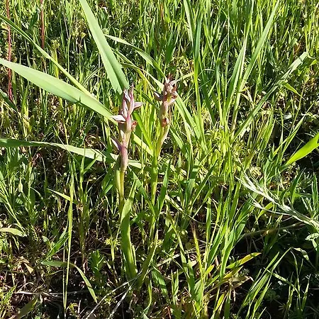 Rosanna House In Bombarde *